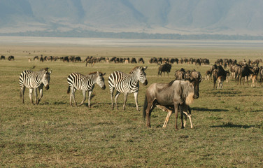 Fototapeta na wymiar Zebras againts Herd of Wildebeest