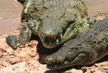 Dangerous Crocodiles