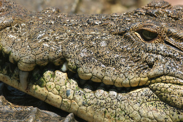 Pachyderm structures of Crocodile