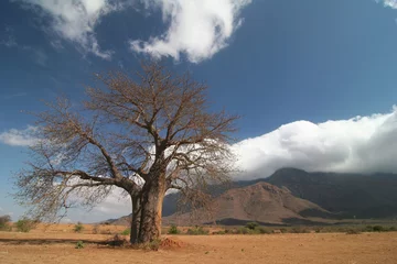Foto auf Acrylglas Baobab Baobab-Baum gegen Wolkengebilde