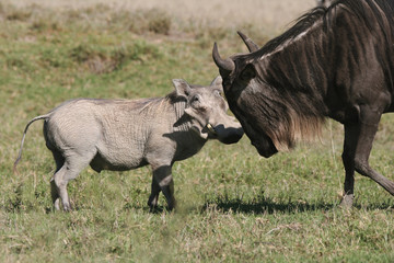 Warthog against Wildebeest