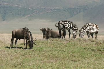 Fototapeta na wymiar Gnu i pastwiska Zebry