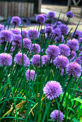 Purple Flowers in Garden