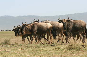 Herd of Wildebeest.