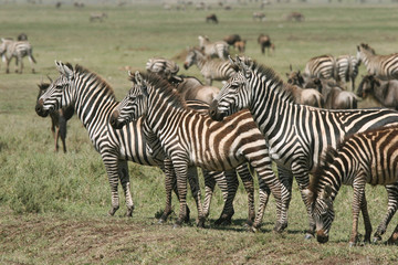 Fototapeta na wymiar Herd of Burchell's zebras