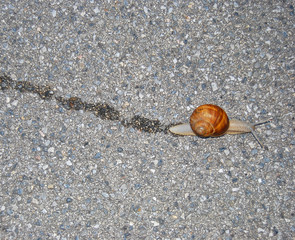 Snail