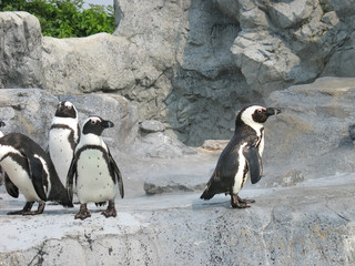 Mean Penguins