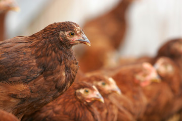chickens and rooster