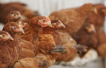 chickens and rooster