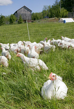white chickens