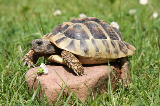 Griechische Landschildkröte