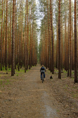 Fototapeta premium woman is cycling in pine forest