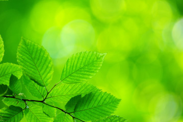 Fototapeta na wymiar green leaves