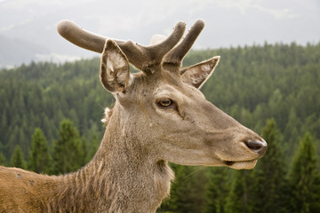 Wild red deer in the forest