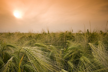 Wheat field