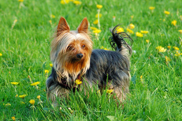 Yorkshire Terrier