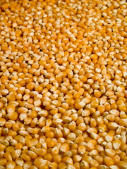 Corn beans