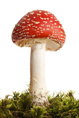 mushroom - 7918451