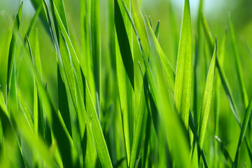 Green grass