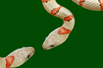 Fototapeta premium Schlange 4