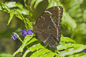 Butterfly-Blue morpho (morpho peleides)