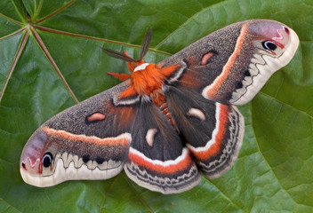 Cecropia moth on maple leaf - obrazy, fototapety, plakaty