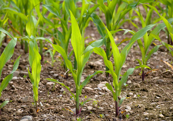 Young corn crops stalk