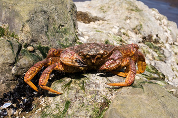 crab (Erimacrus isenbeckii )
