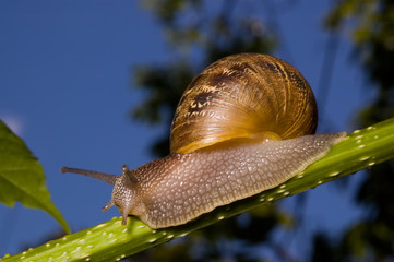 close up snail.