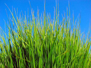 green grass