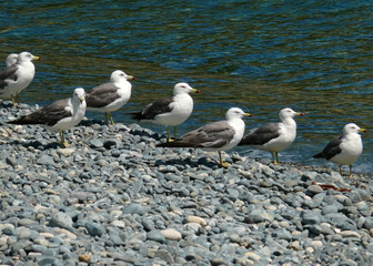 Slaty-backed Gulls 10