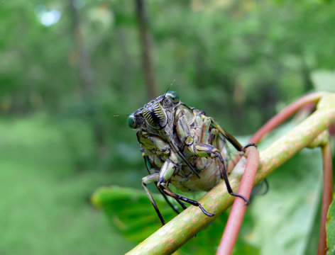 Cicada (Tibicen bichamatus) 8