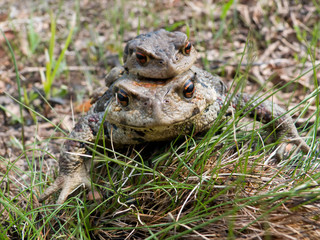 Two Toads 4