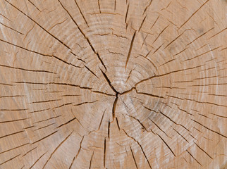 Texture of Cut of Tree 3