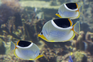 ButterflyFishes