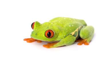 frog closeup on white