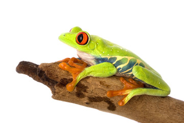 frog closeup on white