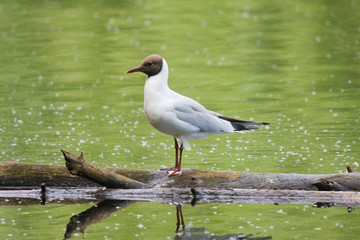 seagull on a log