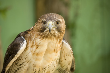 Red-Tailed Hawk
