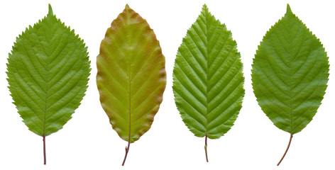four leaves