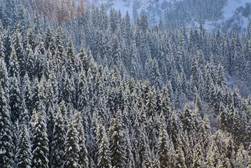 Beautiful fir trees in the mountains