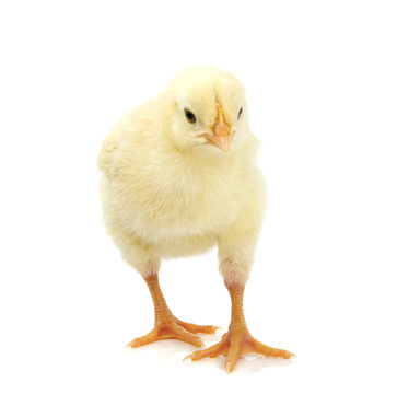 cute yellow chik