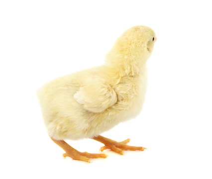 cute yellow chik