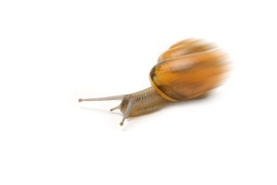 Speedy snail on the white background