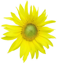 beautiful yellow Sunflower petals closeup on white background