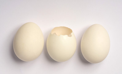 Egg