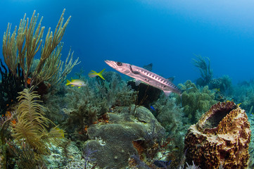 Barracuda and Reef
