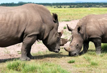 Foto op Plexiglas white rhinoceros © gallas
