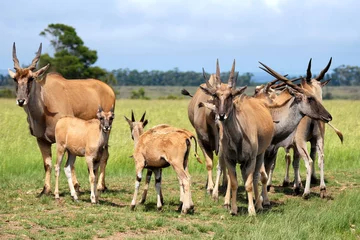 Fototapete Rund herd of eland © gallas