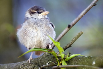 Obraz premium Small young bird standing proud on the tree branch.